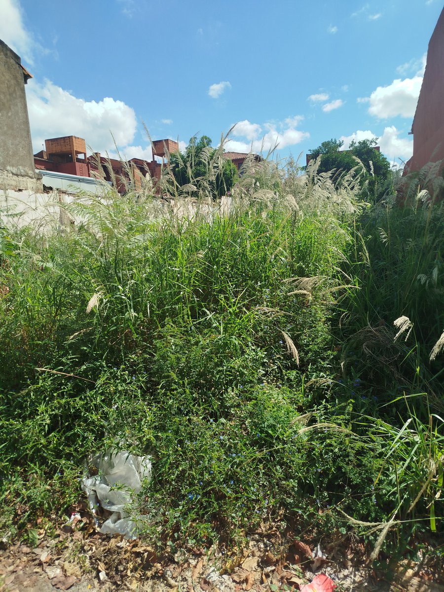 arol79's tweet photo. @luisbello_asu @AsuncionMuni  Solicitamos la intervención urgente ante el abandono de este terreno, que constituye un riesgo para la salud pública y la seguridad de los vecinos. Favor dar cumplimiento a las ordenanzas vigentes.Sucre entre Denis Roa y Cnel. Cabrera.BoSan Cristóbal https://t.co/8Ghvar2HyE
