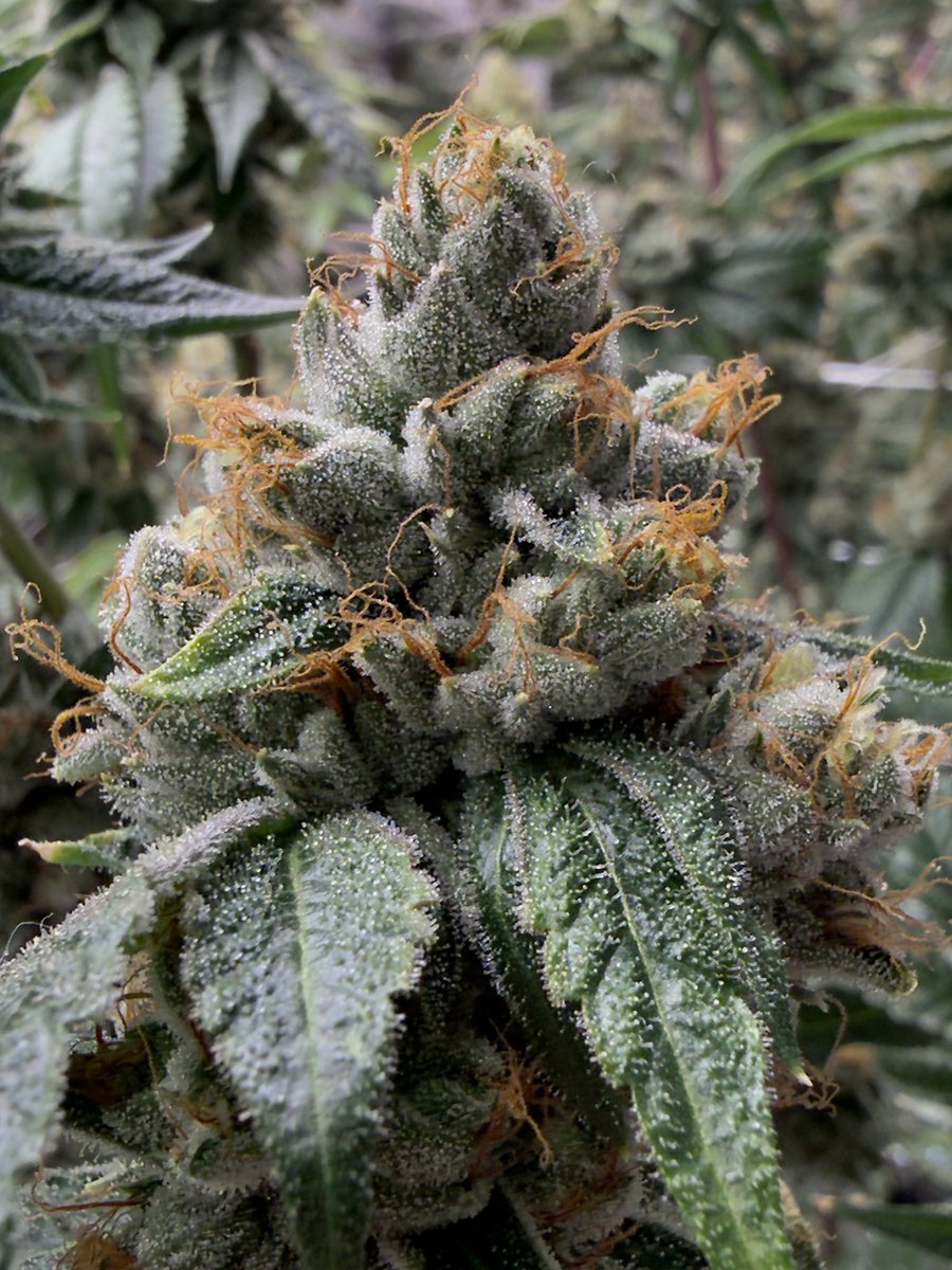 Origins_TK tweet media