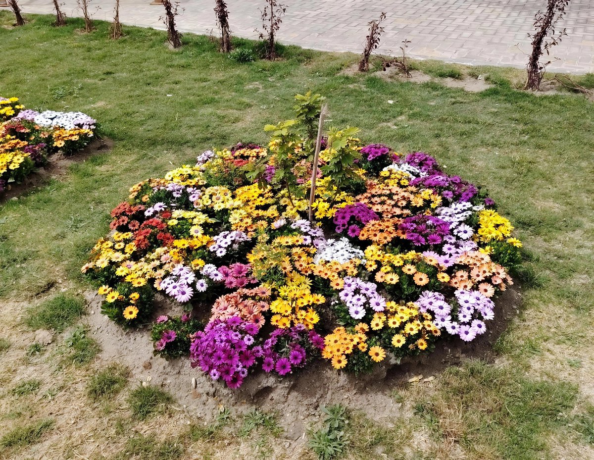 Aoibu Owner tweet media