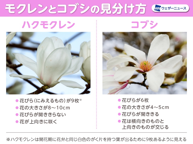 mimi_cafe tweet media