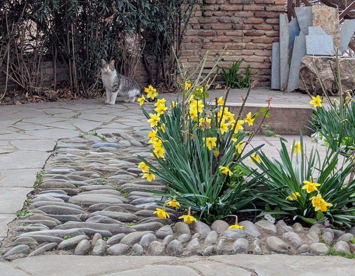 Things I see tweet media