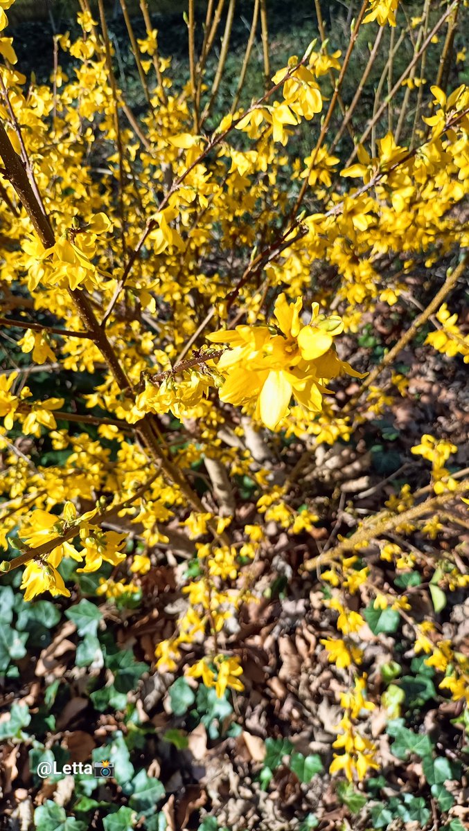 Letta_vi64's tweet image. 💛💛💛 #yellow happiness  🤩😉

📸.