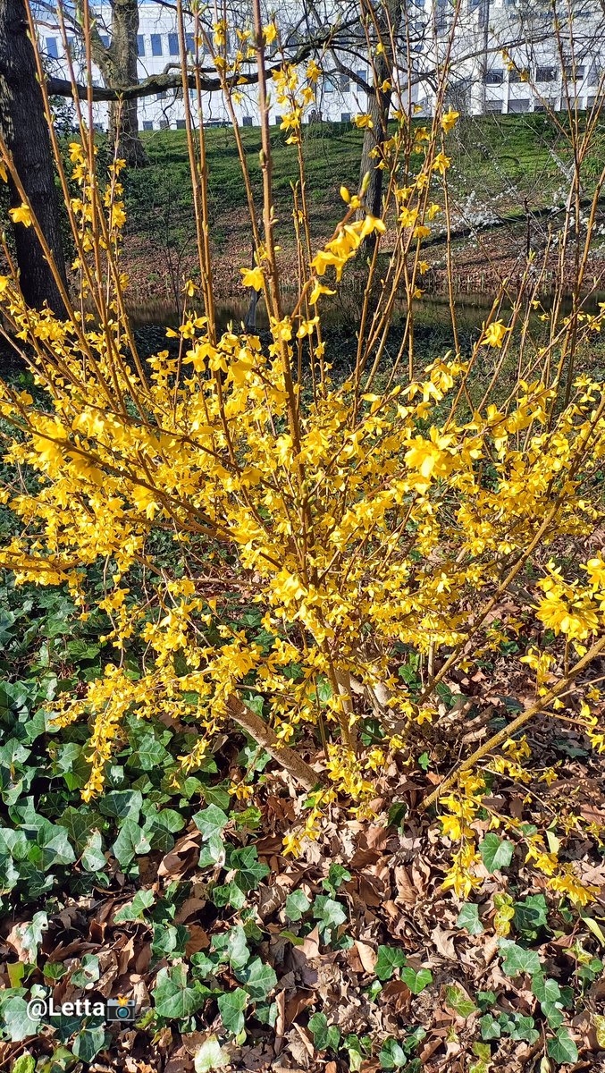 Letta_vi64's tweet image. 💛💛💛 #yellow happiness  🤩😉

📸.