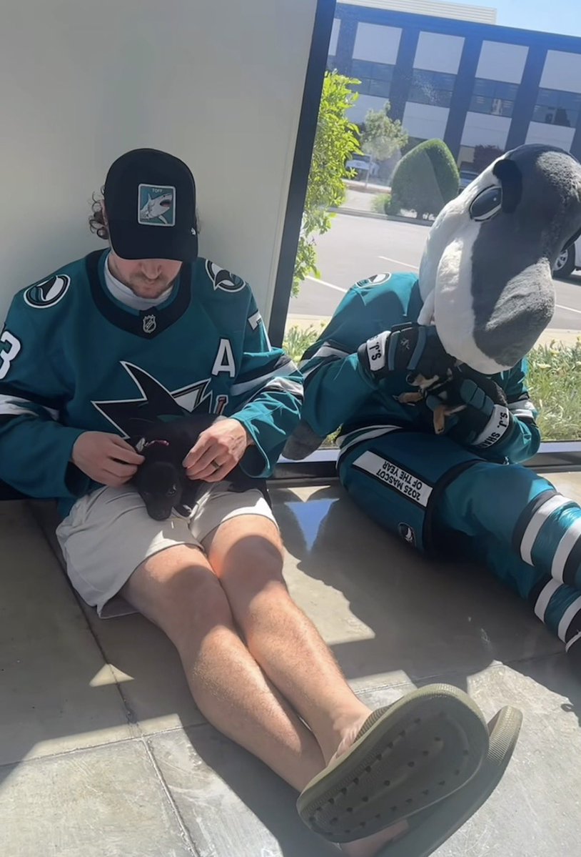 San Jose Sharks Source tweet media