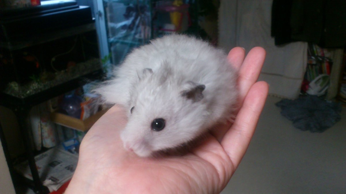 桃色兎🍩🍨🍎🍙 tweet media