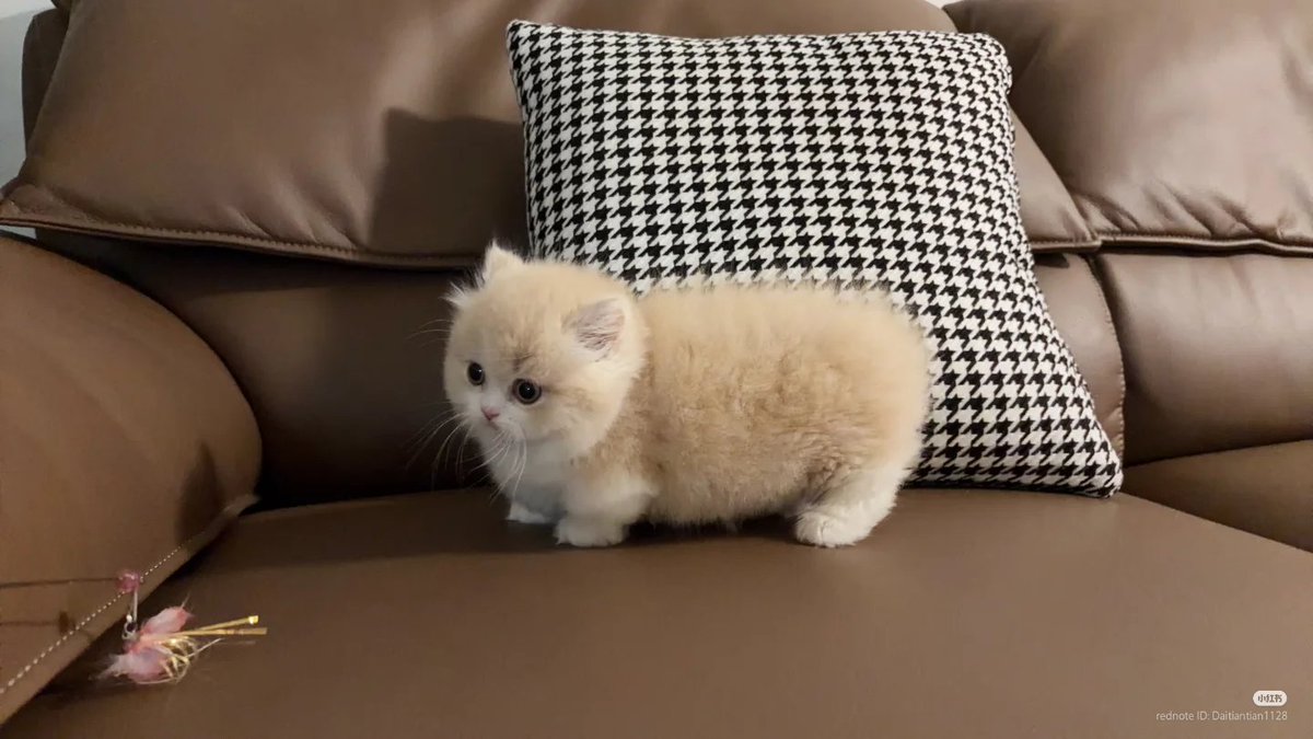 No Context Cats tweet media