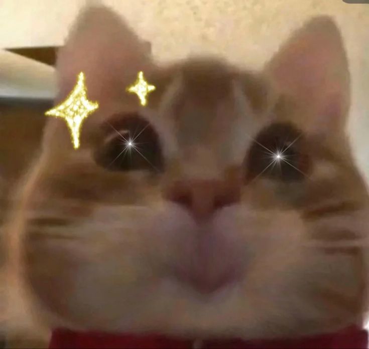 stabilo🇹🇷 tweet media