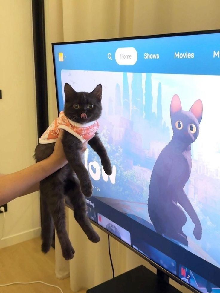 No Context Cats tweet media