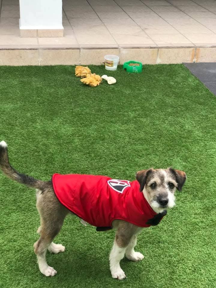 Moda Patitas tweet media