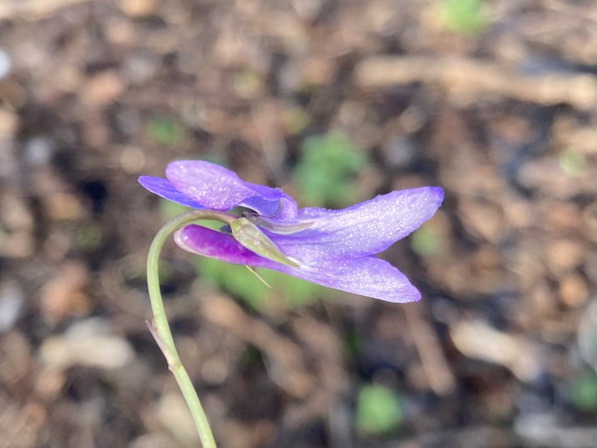 Wallsend Wildlife tweet media