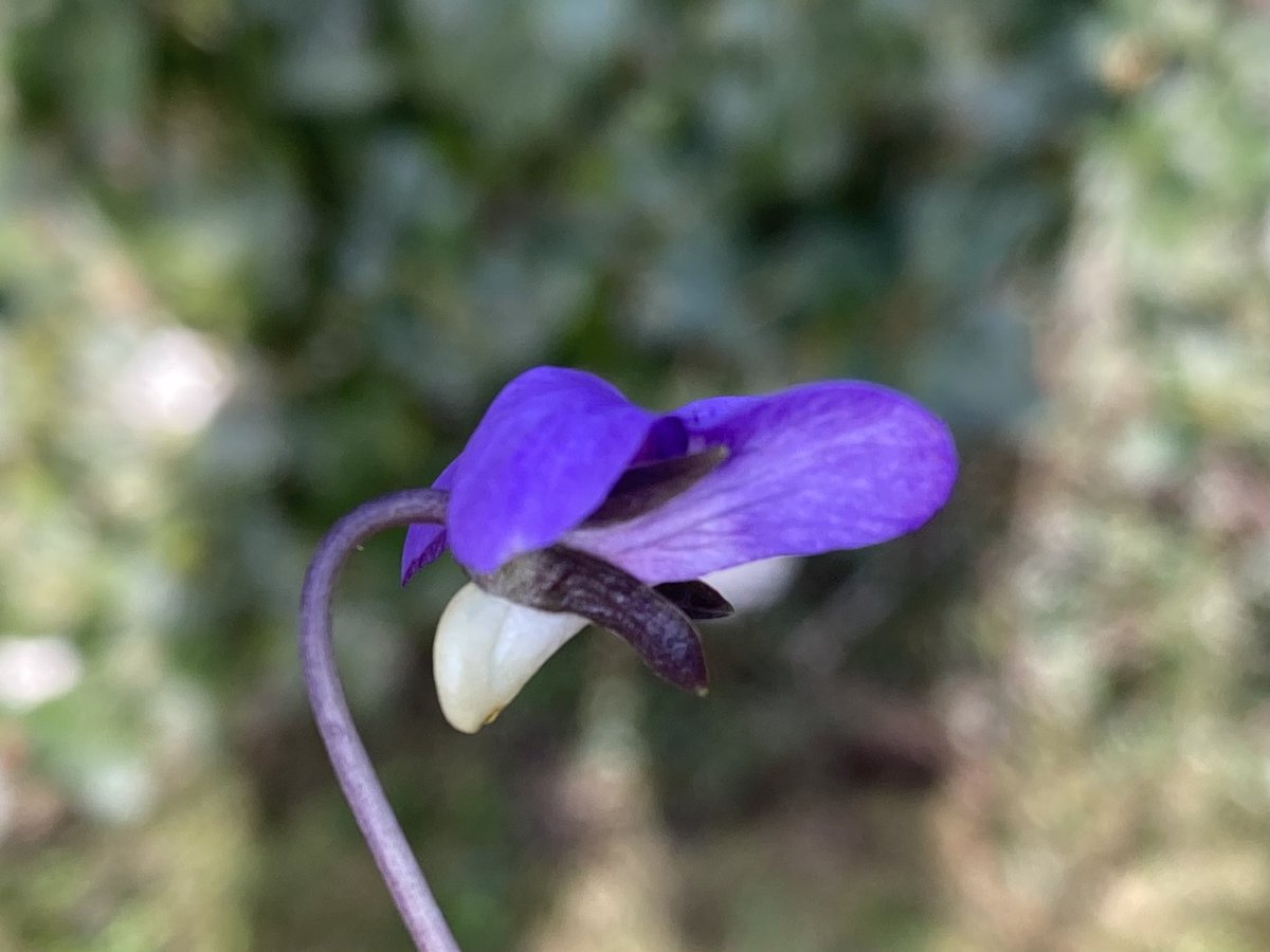 Wallsend Wildlife tweet media