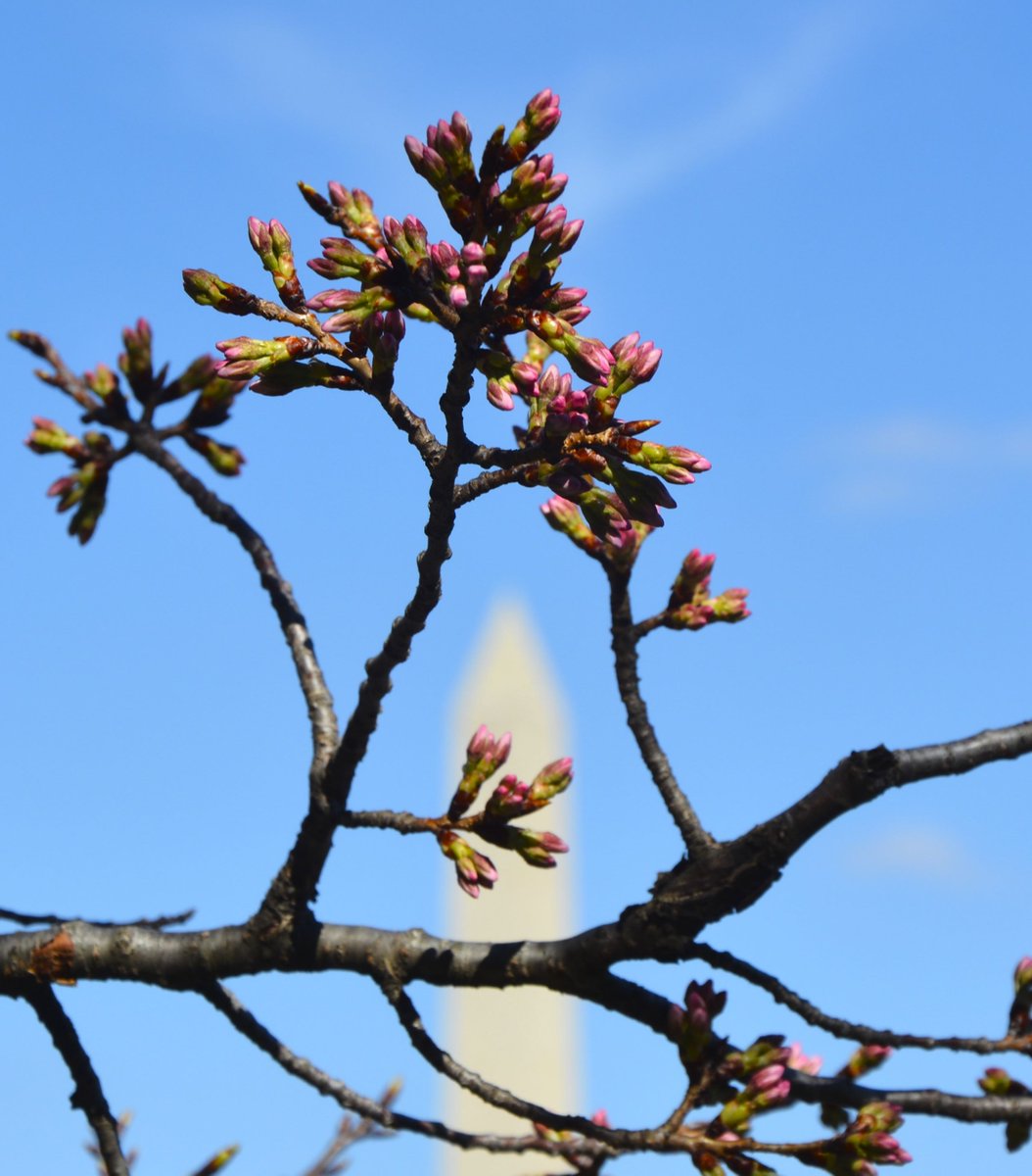 National Mall NPS tweet media