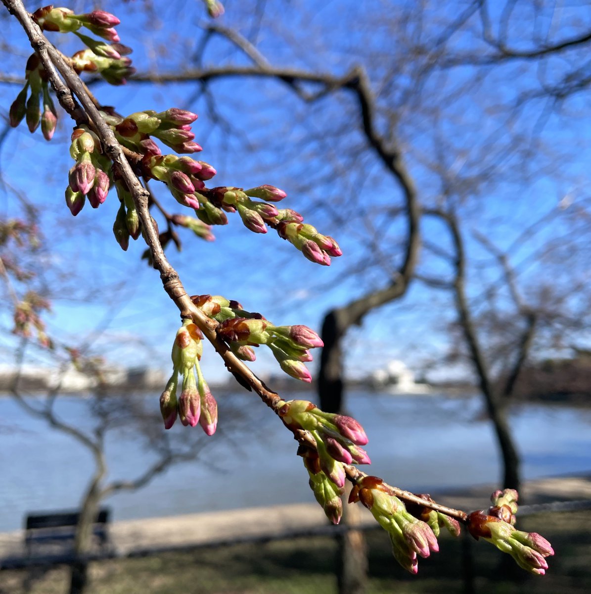 National Mall NPS tweet media