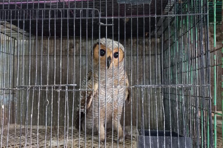 🐘🚫 Indonesia's plan to rezone elephant reserve for carbon trading &amp; tourism is heart-wrenching. These gentle giants deserve protection, not exploitation. #SaveElephants #NoToRezoning #ProtectWildlife #IndonesiaEnvironmentalCrisis 🌿🌍