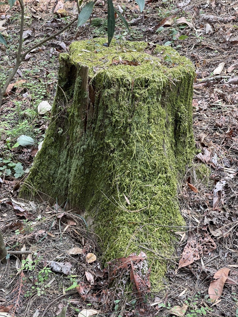 LyfInTransit's tweet photo. For people living in cities, silence of a forest can be overwhelming, but if you allow yourself to be in their company, you will find that a forest changes something within you forever. On this #internationalforestday I share with you glimpses of my forest
#365DaysOfUttarakhand https://t.co/DU9CfxV5L3
