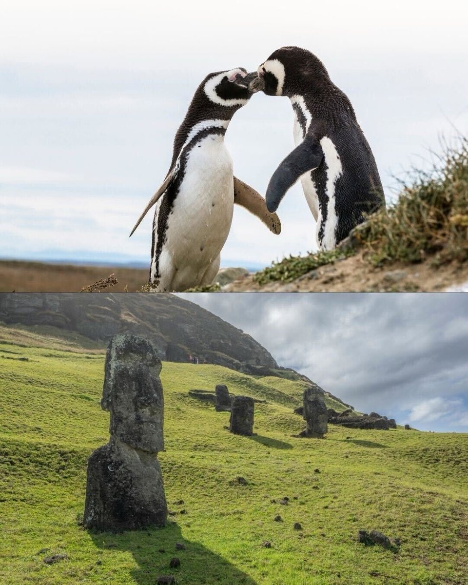 Ciudadano Roberto Kiltro tweet media