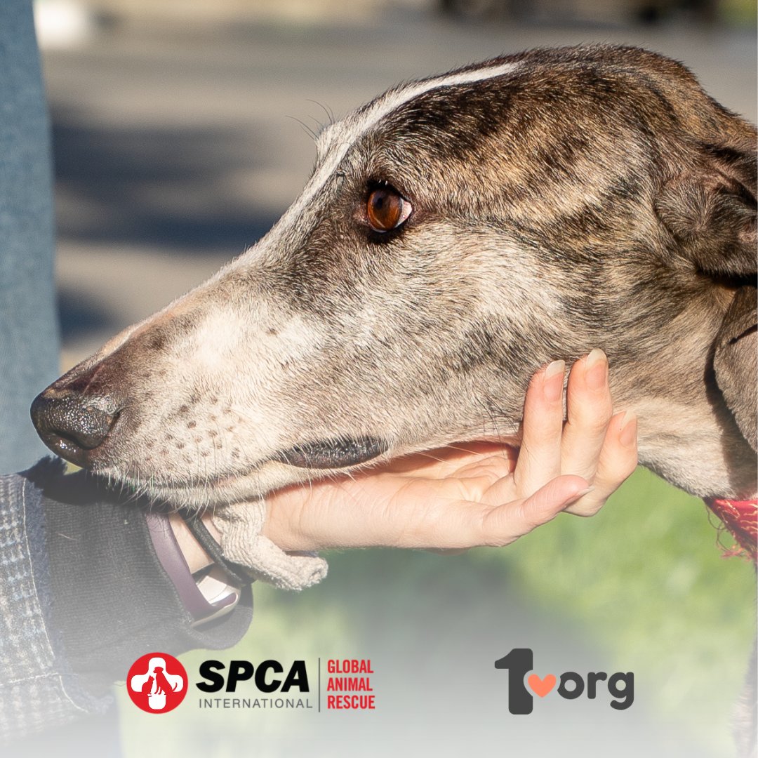SPCA International tweet media
