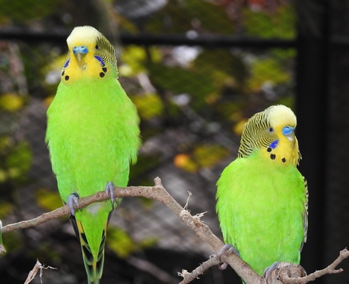 Northern Parrots tweet media