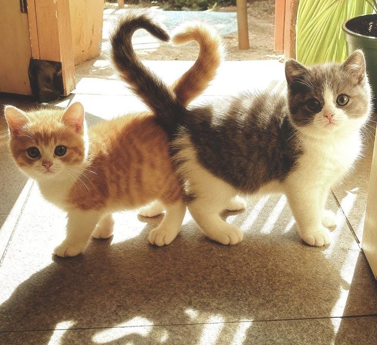 Cats all the way tweet media