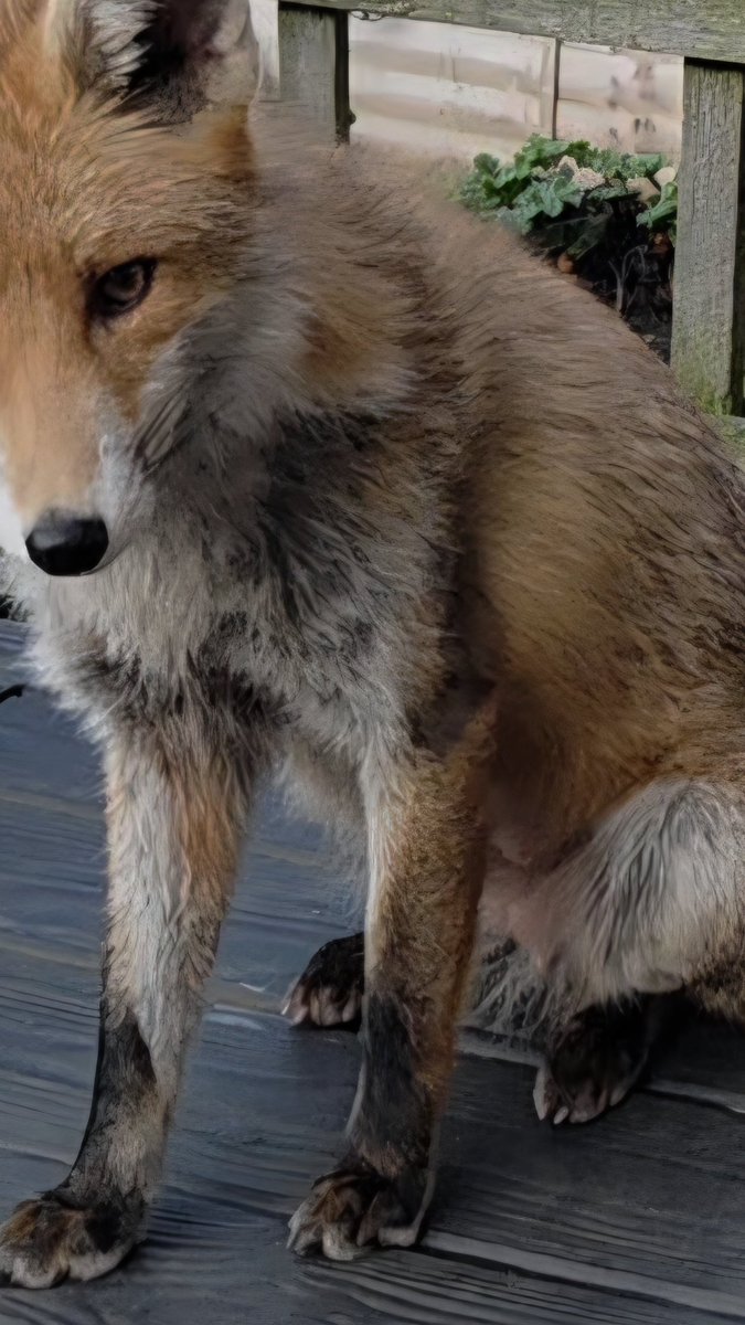 Baggins! tweet media