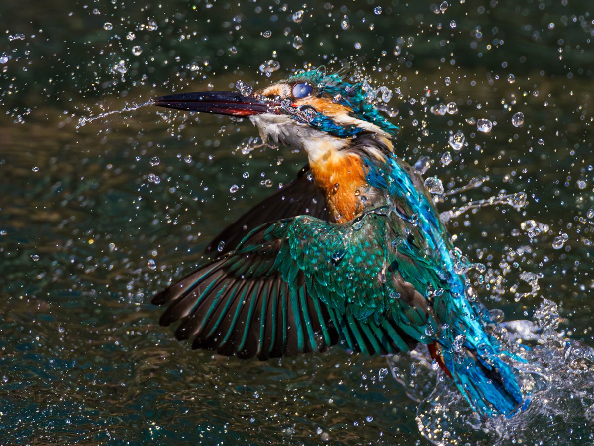 吉田浩章 tweet media