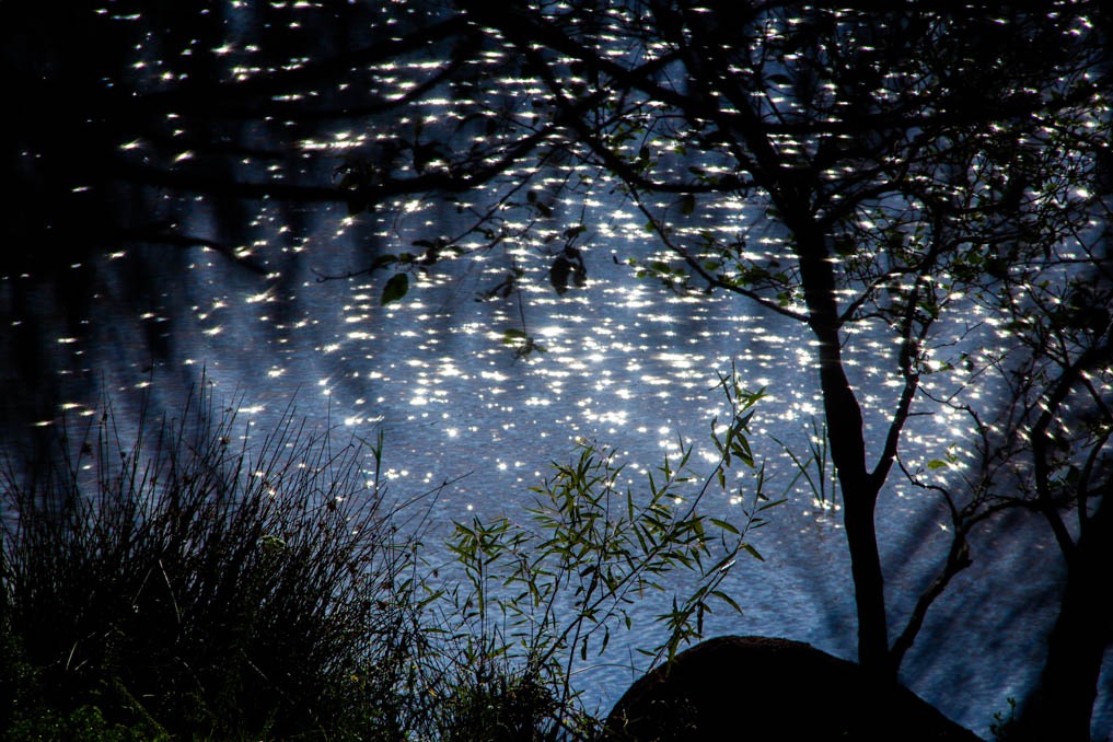 Iram Ortega 👁 tweet media