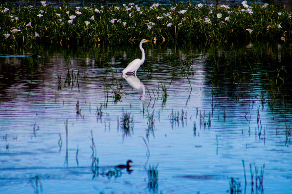 Iram Ortega 👁 tweet media