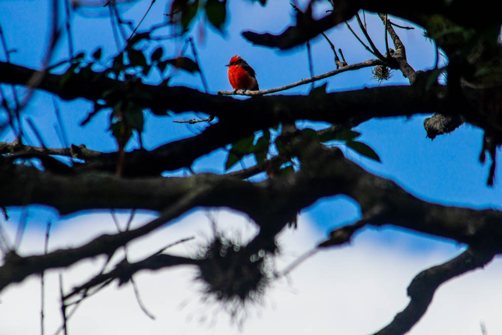 Iram Ortega 👁 tweet media