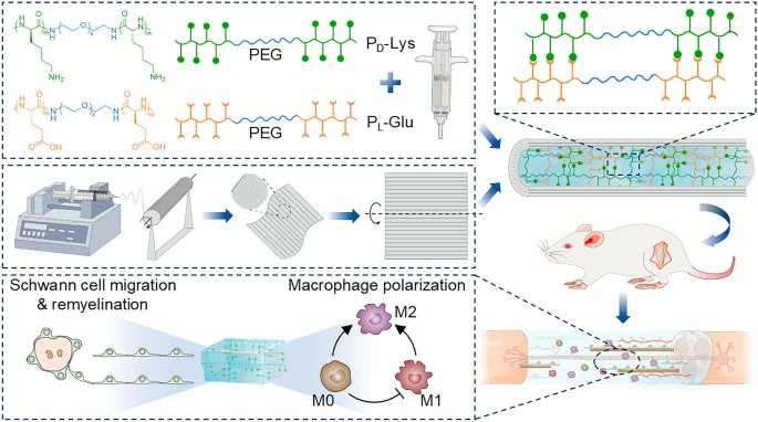 MaterialsF85318's tweet image. Aligned Fiber Nerve Conduit Filled with Chiral Poly(Amino Acid) Hydrogel for Immunomodulation‑Driven Repair of Peripheral Nerve Injury
🧑‍🎓Bin Liu et al.
🏫The First Hospital of Jilin University
🔗link.springer.com/article/10.100…
#Aligned electrospun fiber tube #Composite nerve conduit
