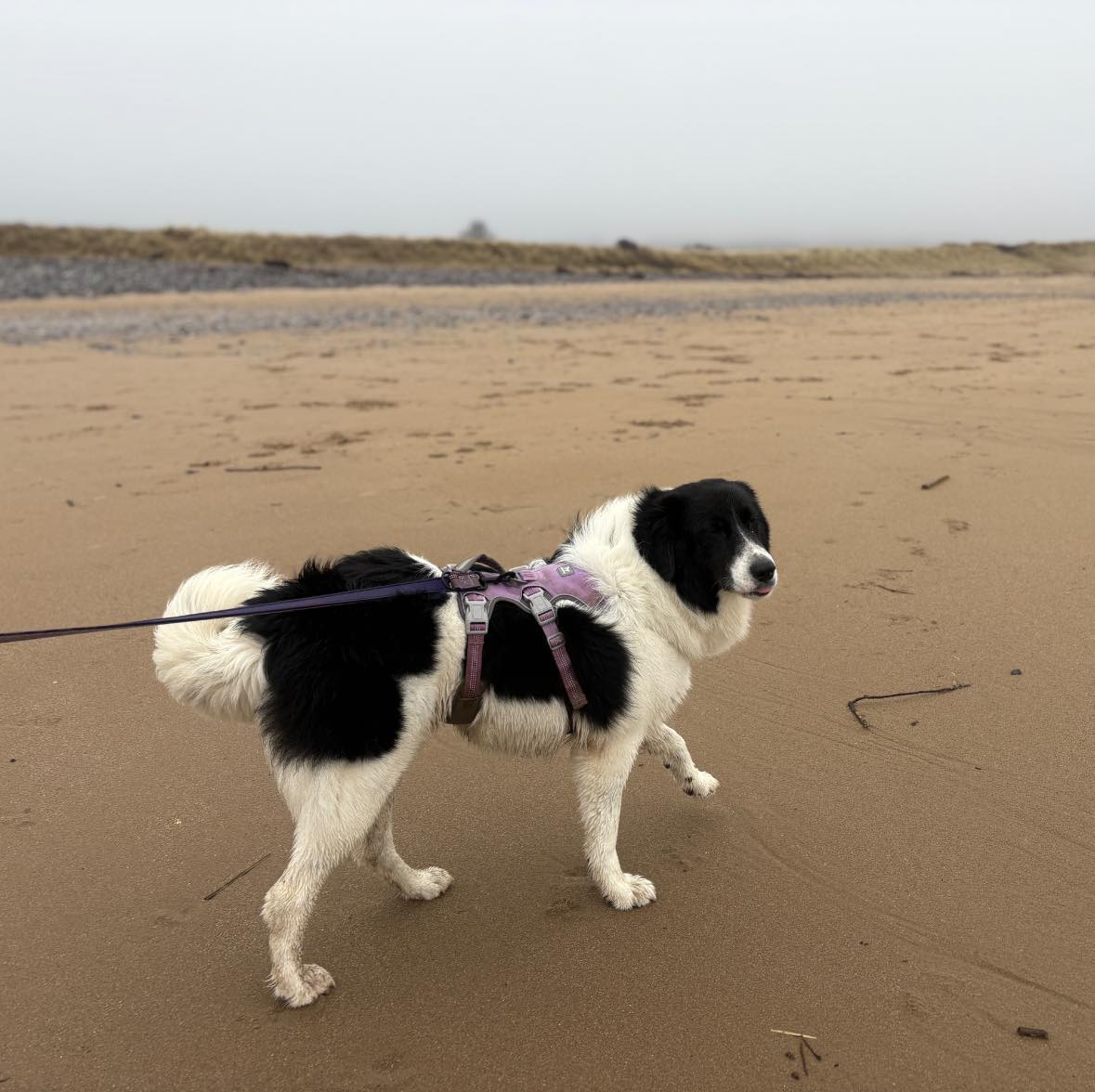 Rescue dogs for rehoming tweet media