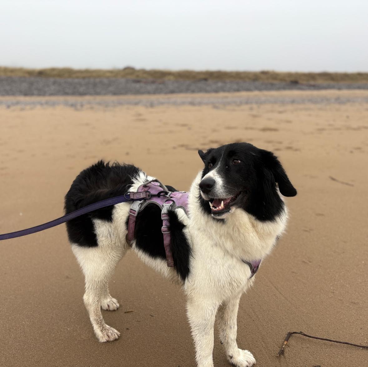 Rescue dogs for rehoming tweet media