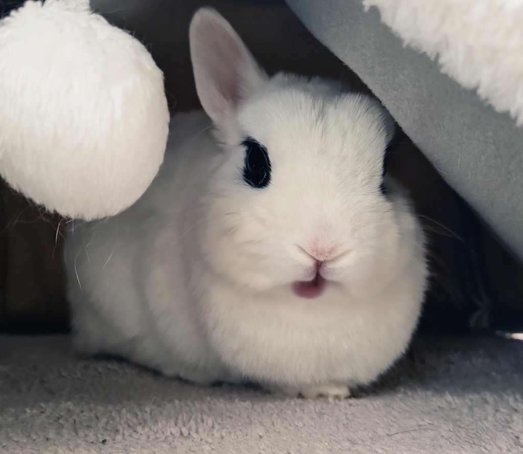 🐰ゆき🤤やこ tweet media