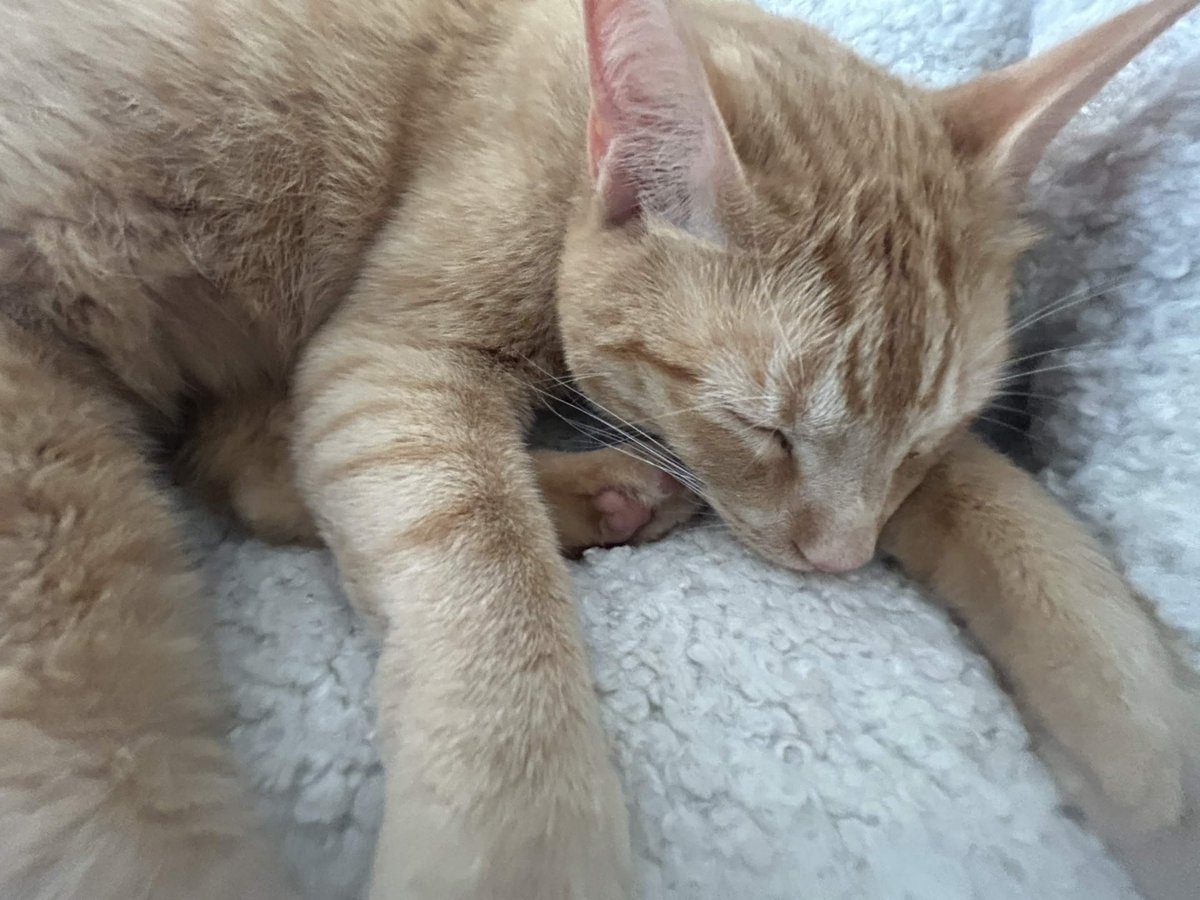 Mr. Polemical tweet media