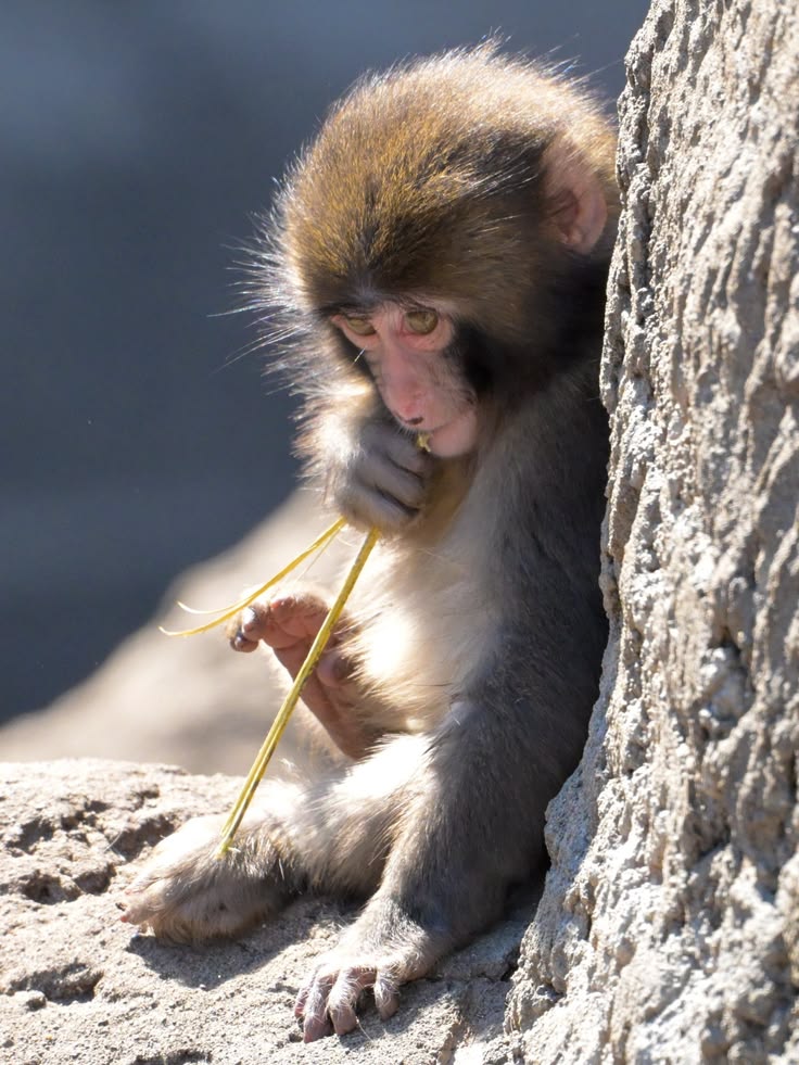 ANIMALIA tweet media