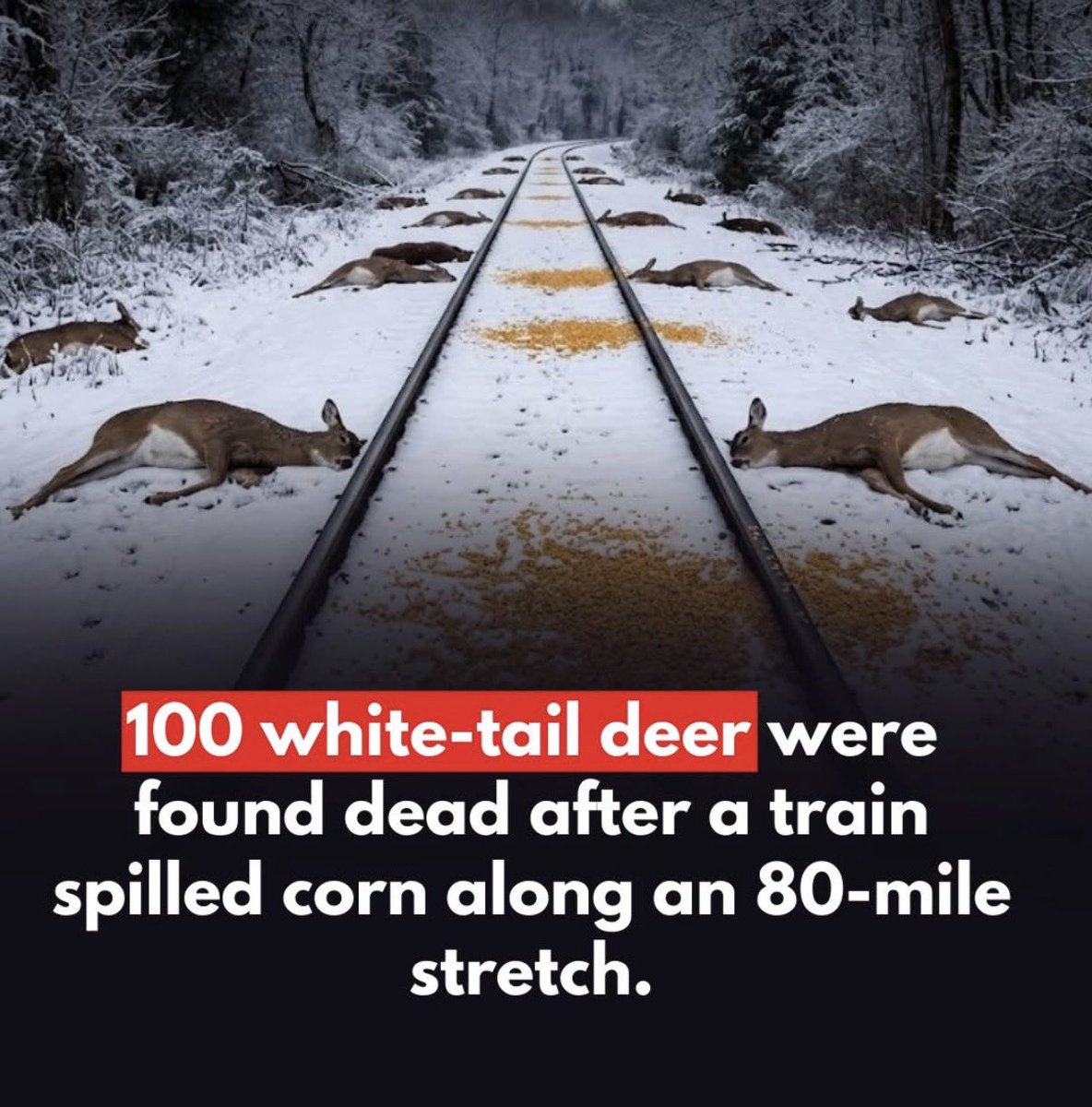 SweetMarie tweet media