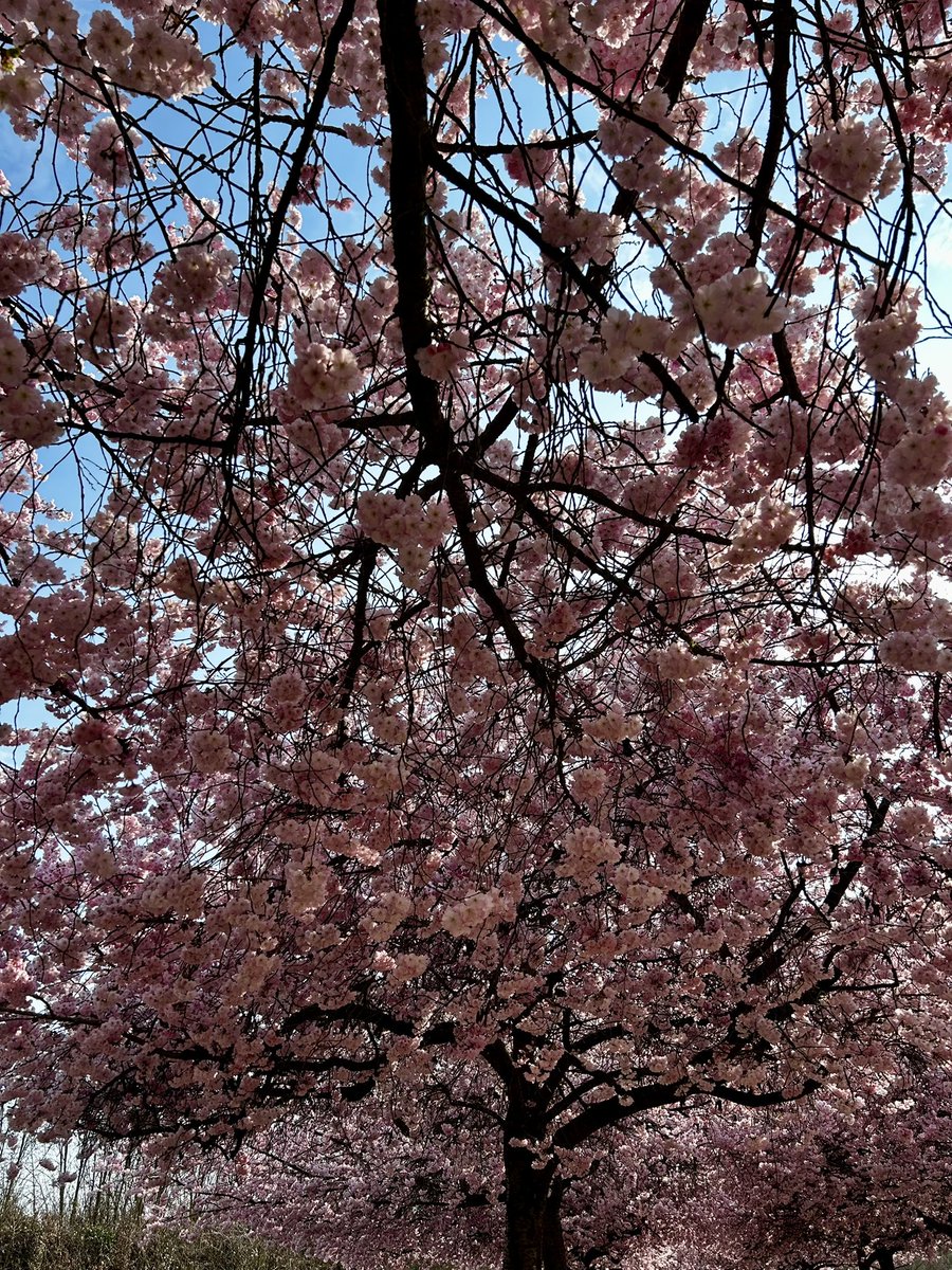 marisabaretti tweet media