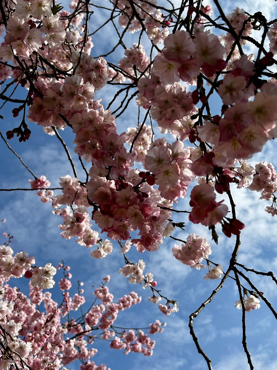 marisabaretti tweet media