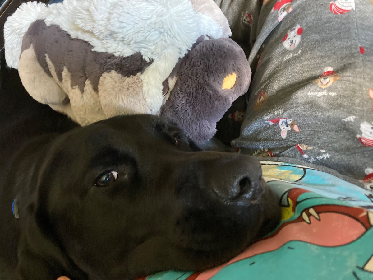 Ritz🌻⭐️ THE #1 EEVEE FAN! tweet media