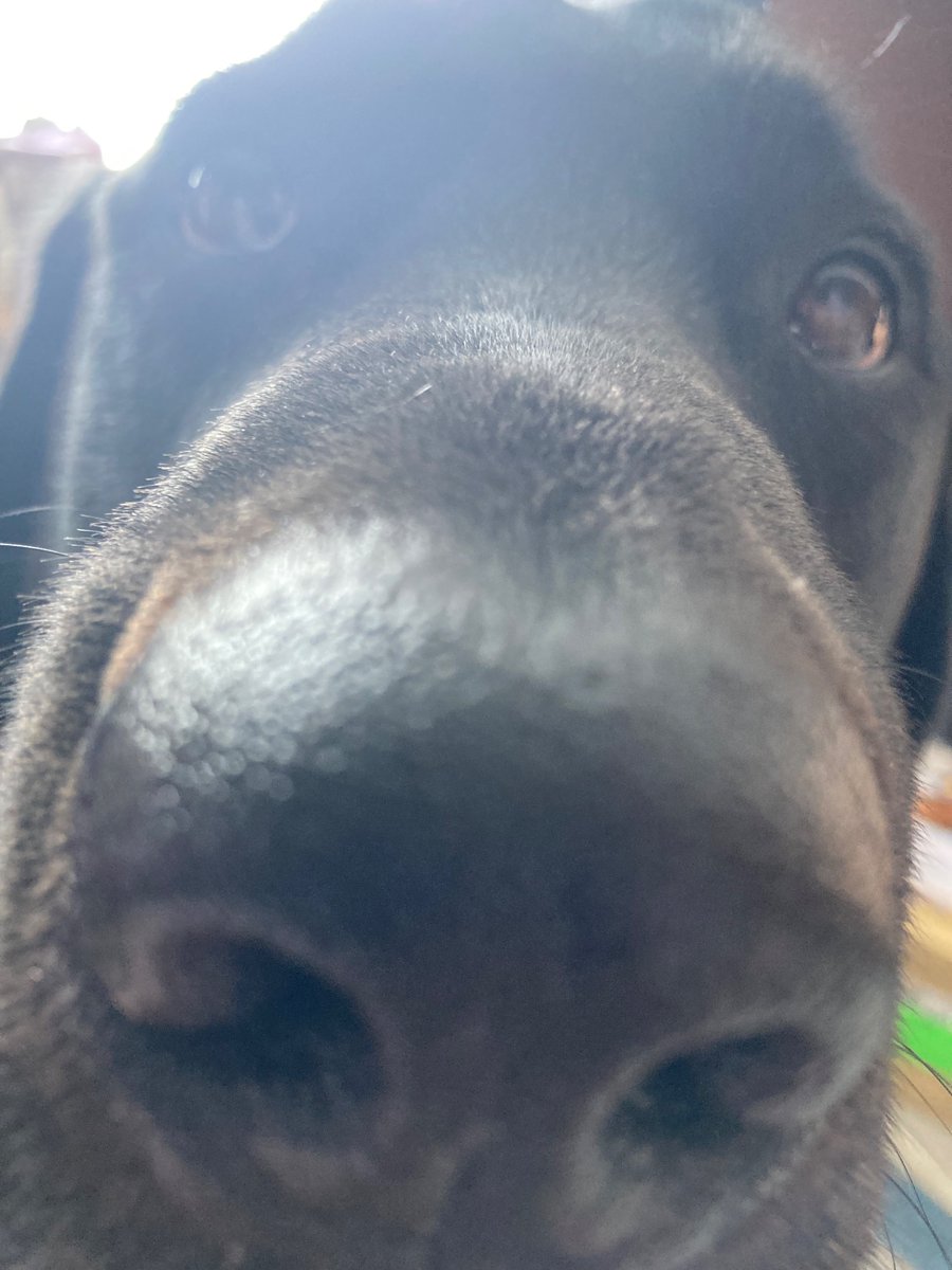 Ritz🌻⭐️ THE #1 EEVEE FAN! tweet media