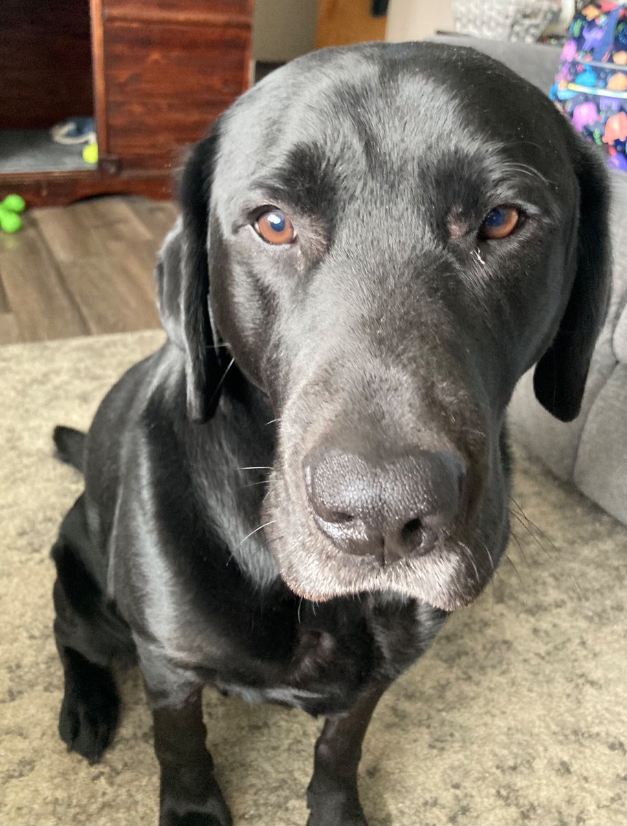 Ritz🌻⭐️ THE #1 EEVEE FAN! tweet media