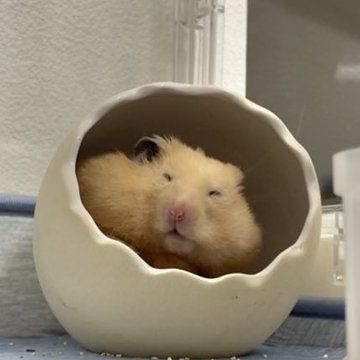 hamster tweet media
