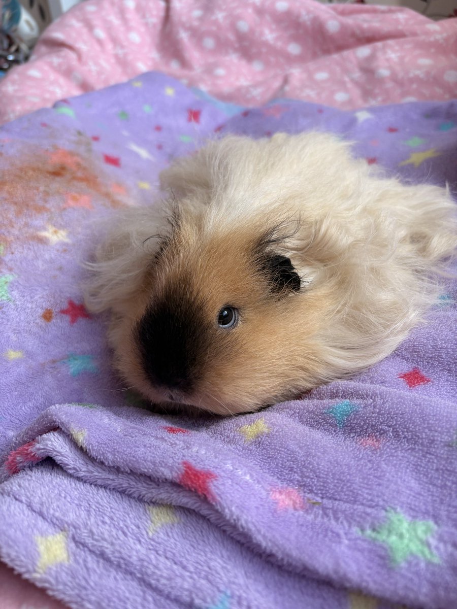 ⋆。‧˚ʚ eleanor ɞ˚‧。⋆ tweet media