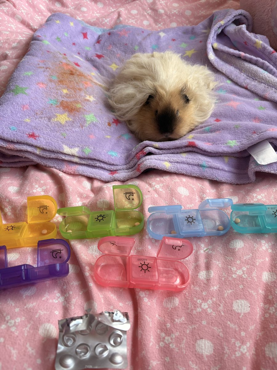 ⋆。‧˚ʚ eleanor ɞ˚‧。⋆ tweet media