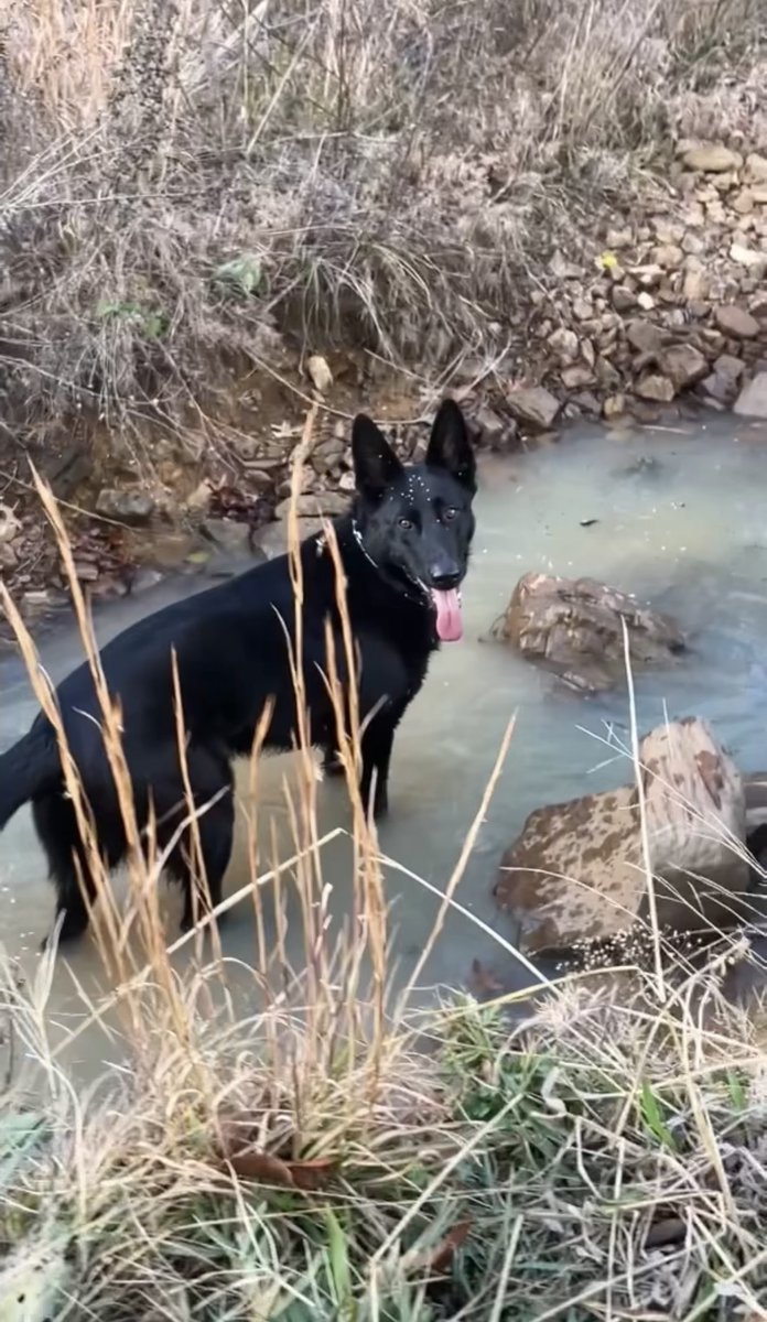 Ravensfell 🇺🇸 tweet media