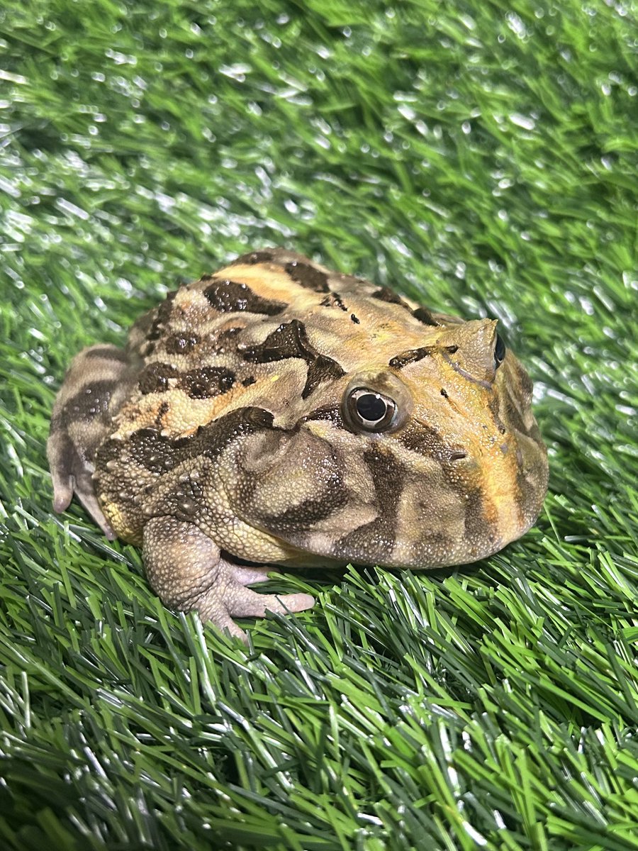 akebonooooooooo's tweet photo. #WorldFrogDay #世界カエルの日
#ブラジェットガエル https://t.co/wfIqgYOHx5
