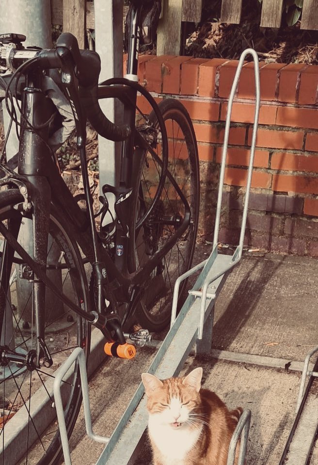 George The Stourbridge Junction Station Cat tweet media