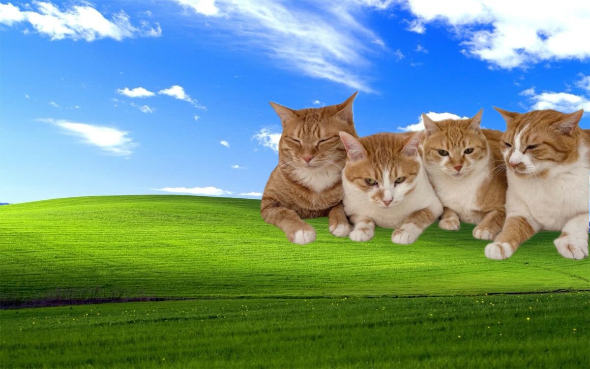 구독냥(김냄비다이어트1차) tweet media