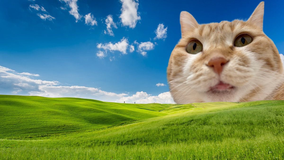 구독냥(김냄비다이어트1차) tweet media