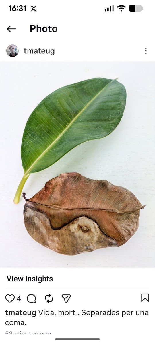 Teresa Mateu tweet media