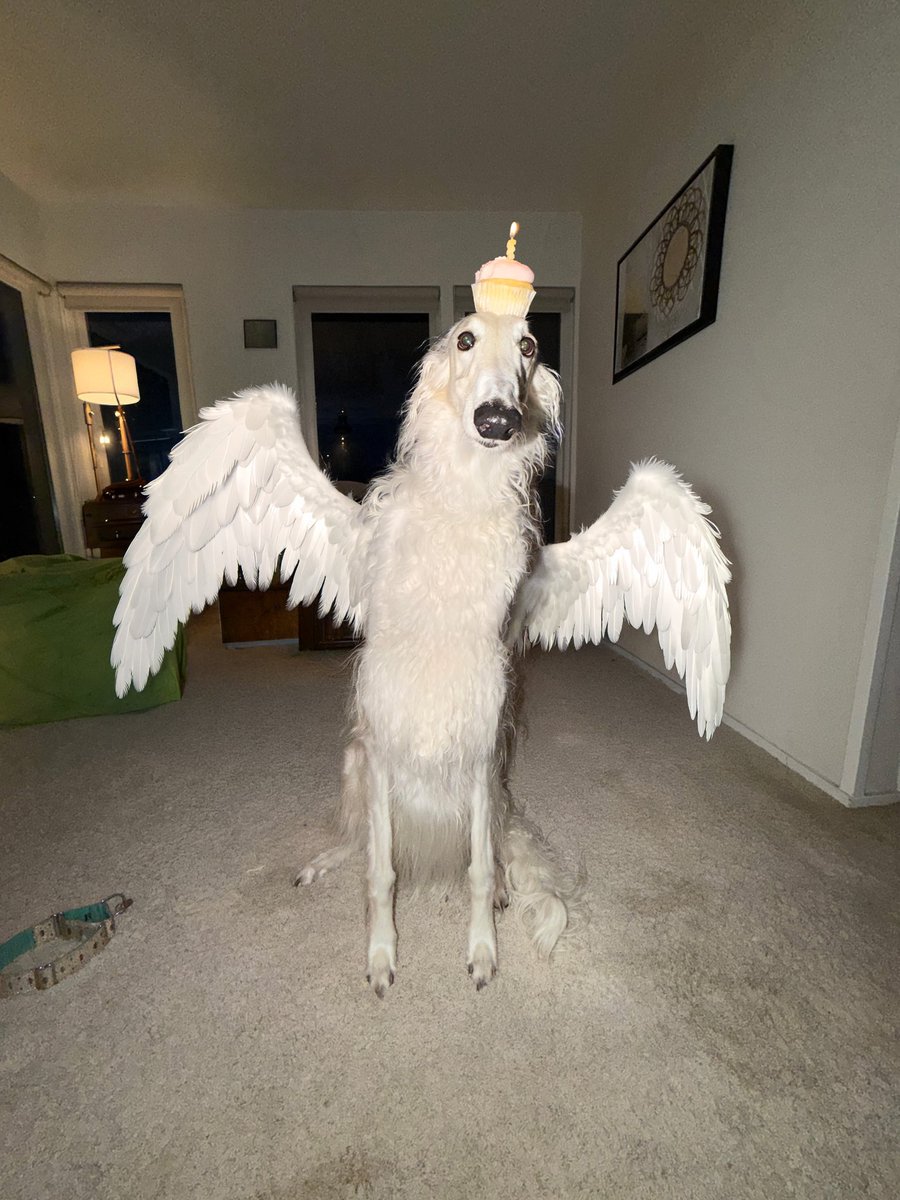 Esper Borzoi tweet media